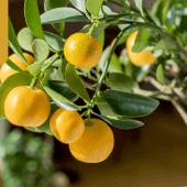 citromfa tápoldat házilag