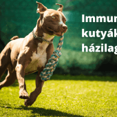 immunerősítő kutyáknak házilag